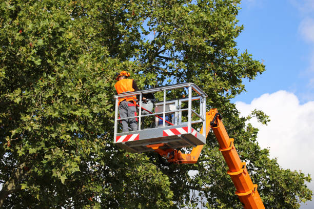 How Our Tree Care Process Works  in Upper Nyack, NY